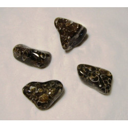Agate fossile S